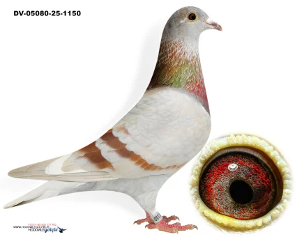 Oryg.Matthias Klement DV-05080-25-1150