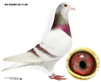 Oryg.Matthias Klement DV-05080-25-1148