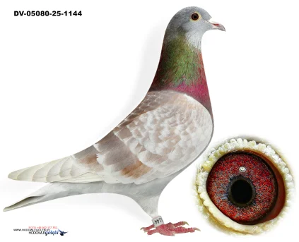 Oryg.Matthias Klement DV-05080-25-1144