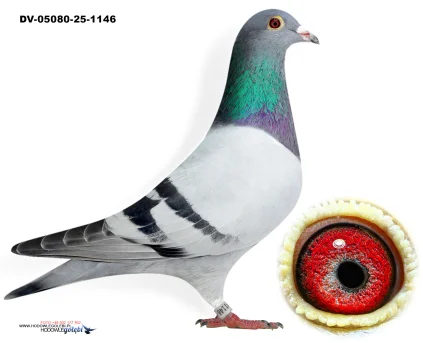 Oryg.Matthias Klement DV-05080-25-1146