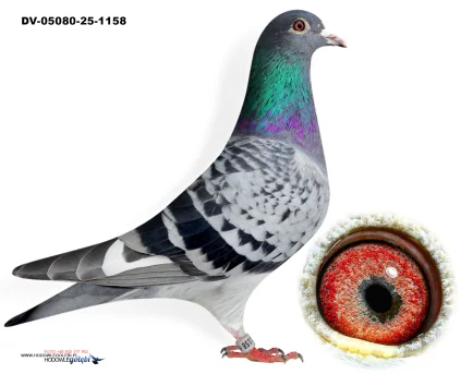 Oryg.Matthias Klement DV-05080-25-1158