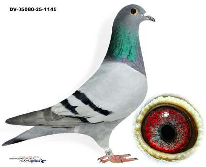 Oryg.Matthias Klement DV-05080-25-1145