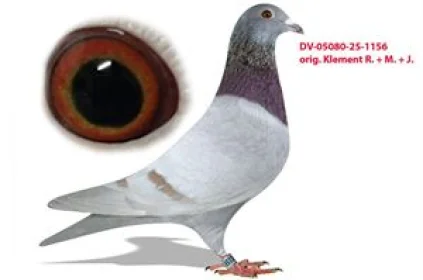 Oryg.Matthias Klement DV-05080-25-1156