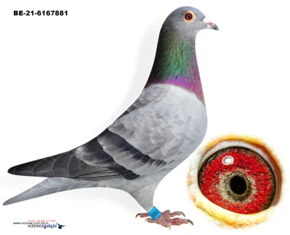 ZG HELIOS BE-21-6167881