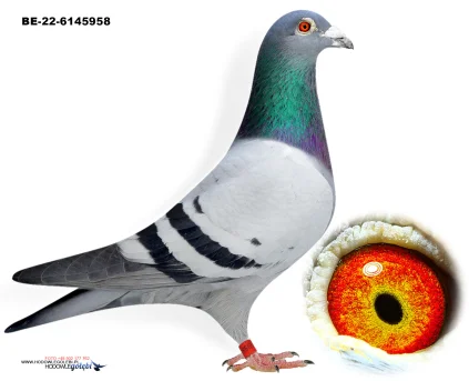 ZG HELIOS BE-22-6145958