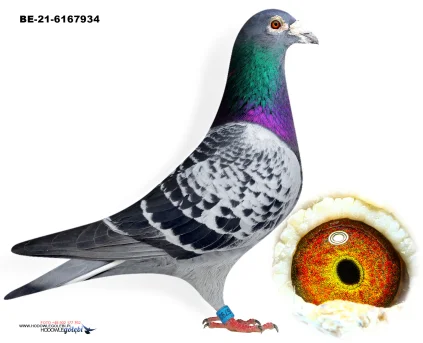 ZG HELIOS BE-21-6167934