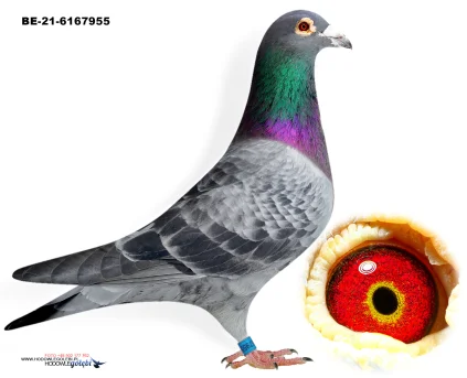 ZG HELIOS BE-21-6167955