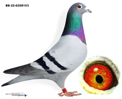 ZG HELIOS BE-22-6208153