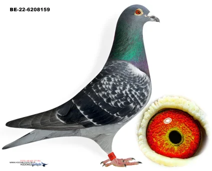 ZG HELIOS BE-22-6208159