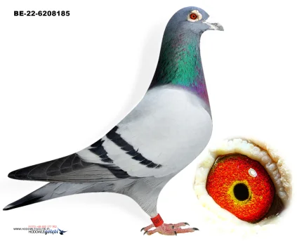 ZG HELIOS BE-22-6208185