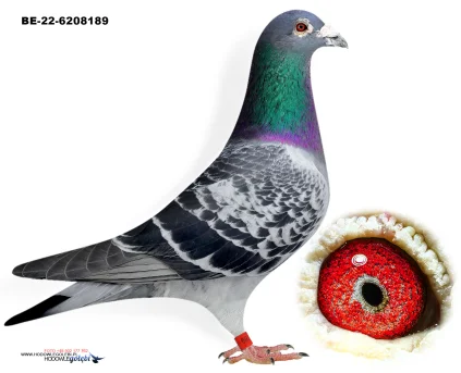 ZG HELIOS BE-22-6208189