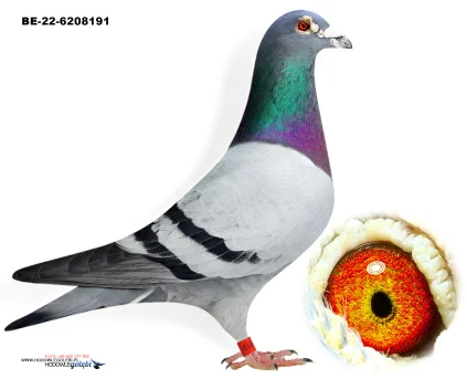 ZG HELIOS BE-22-6208191