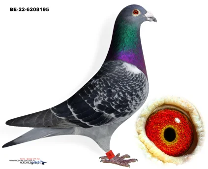 ZG HELIOS BE-22-6208195