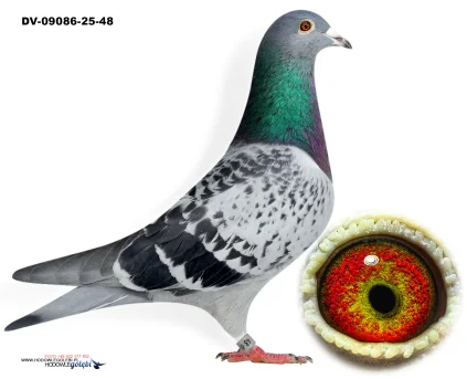 100% R.Püttmann DV-09089-25-48