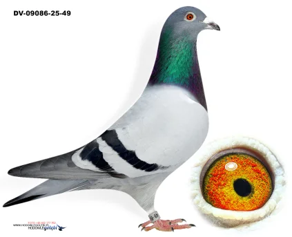 wnuk PORSCHE 911 x córka NL-246 DV-09086-25-49