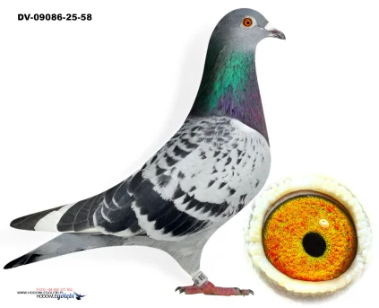 inbred HURICAN 51 DV-09086-25-58