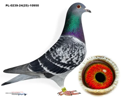 YVAN x PITBULL PL-0239-24-10950