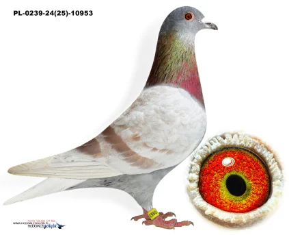 D.vd.Bulck x Team BDS PL-0239-24(25)-10953