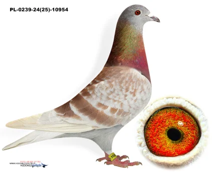 D.vd.Bulck x Team BDS PL-0239-24(25)-10954