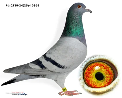 Kobiela x Herbots PL-0239-24(25)-10959