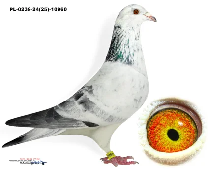 Kobiela x Herbots PL-0239-24(25)-10960