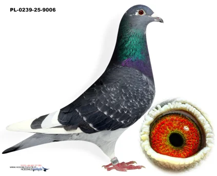 YVAN x PITBULL PL-0239-25-9006