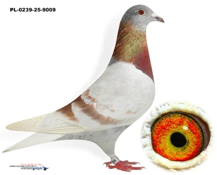 D.vd.Bulck x Team BDS PL-0239-25-9009