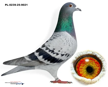 Meyerholz x wnuczka GWIAZDY Sobczak PL-0239-25-9021