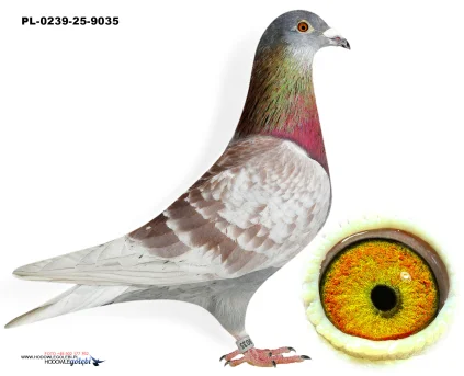 K.Mortelmans x M.Kapinos PL-0239-25-9035