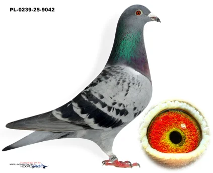 Kapinos x Sobczak PL-0239-25-9042