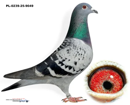 Lemmens  / Krüger / Kapinos PL-0239-25-9049