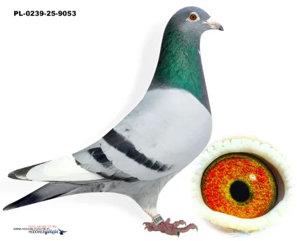 inbred PORSCHE 911 PL-0239-25-9053