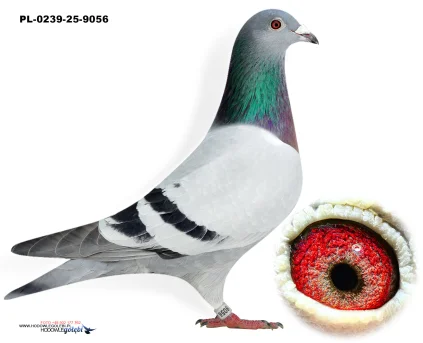 wnuk OL.RICO X Baranowski PL-0239-25-9056