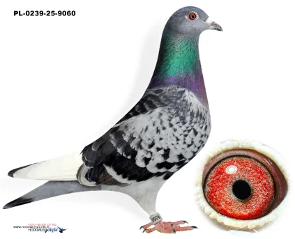 50%  A.Drapa PL-0239-25-9060