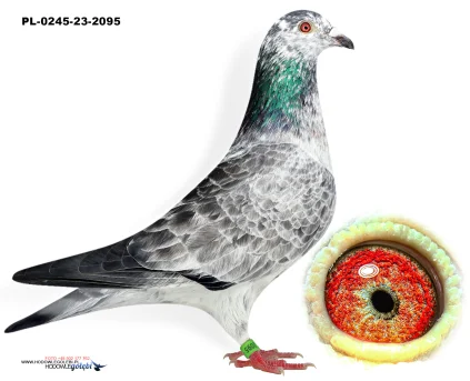 D.vd.Bulck x Meirlaen Etienne PL-0245-23-2095