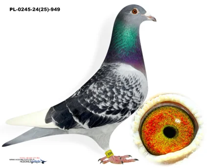 wnuk PORSCHE X inbred BUGATTI PL-0245-24(25)-949