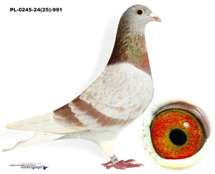 A.Gebel x R.Püttmann PL-0245-24(25)-991