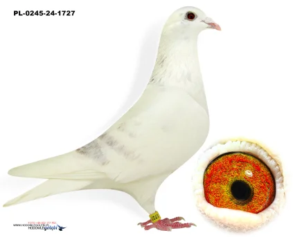 Janusz Sieradzki  PL-0245-24-1727