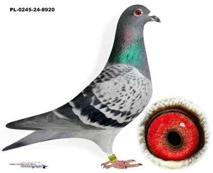 100% M.Kapinos PL-0245-24-8920