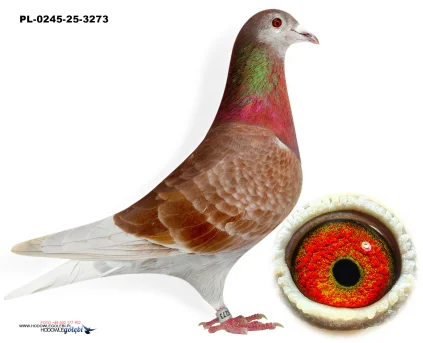 M.Kapinos x M.Sottor PL-0245-25-3273