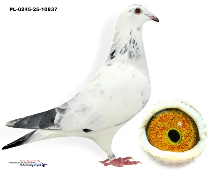 Janusz Sieradzki  PL-0245-25-10837