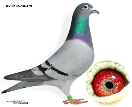 WNUK X WNUCZKA HURICAN 51 DV-0135-18-379