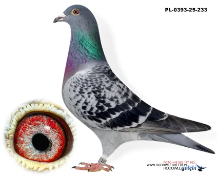 Bieniek Family Loft  PL-0393-25-233