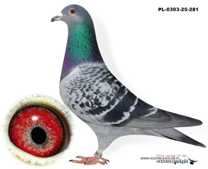 Bieniek Family Loft  PL-25-0393-281