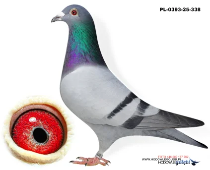 Bieniek Family Loft  PL-25-0393-338