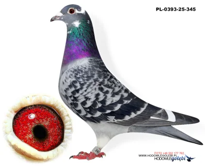 Bieniek Family Loft  PL-25-0393-345