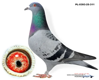 Bieniek Family Loft  PL-25-0393-311