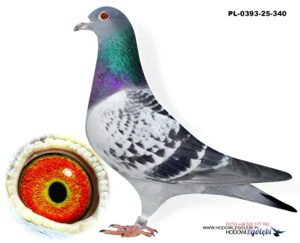 Bieniek Family Loft  PL-25-0393-340