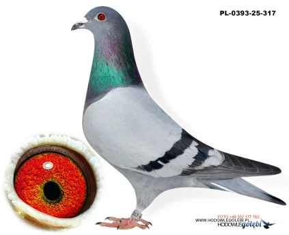 Bieniek Family Loft  PL-25-0393-317