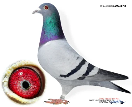 Bieniek Family Loft  PL-25-0393-373